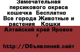 Замечательная персикового окраса кошечка. Бесплатно - Все города Животные и растения » Кошки   . Алтайский край,Яровое г.